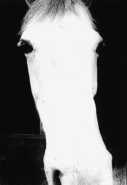 Horse (Death Head)
