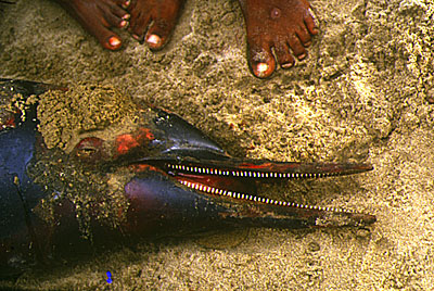 Porpoise at Pondicherry